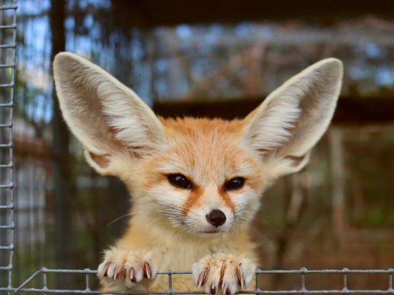 Fennec Fox