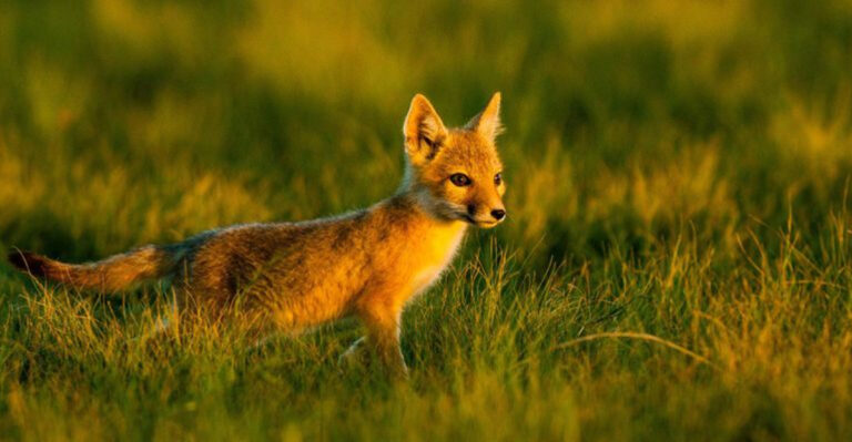 13 Extraordinary Foxes You’ve Probably Never Heard Of