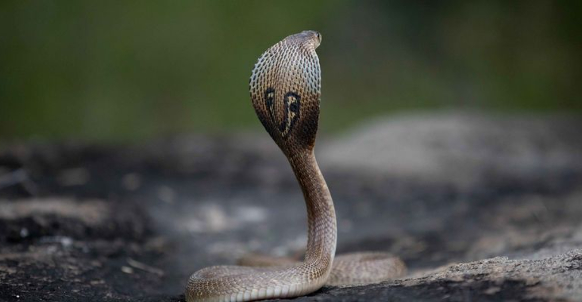 13 Fascinating Facts About King Cobras You Probably Didn’t Know