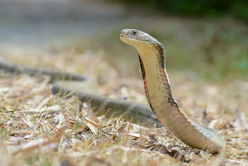 King Cobra's Royal Diet