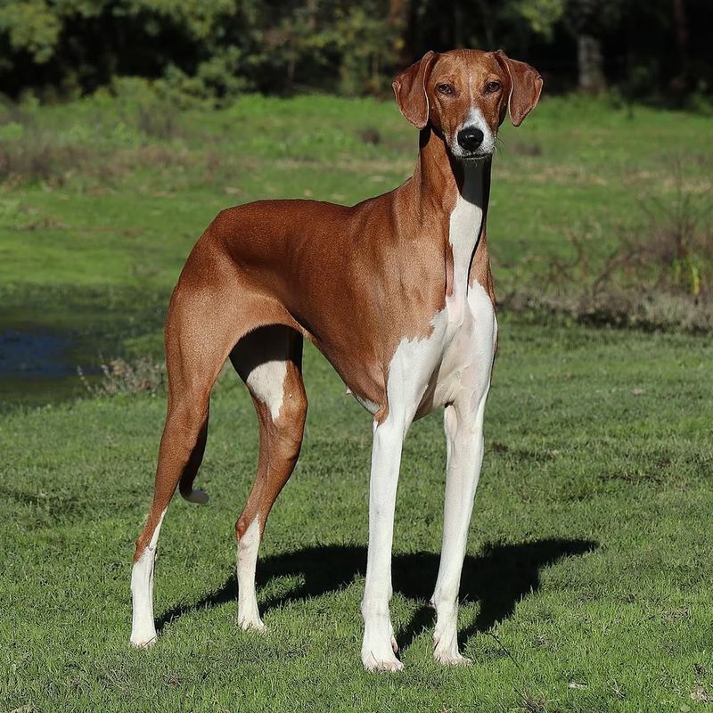 13 Fascinating Facts About The Azawakh: The Elegant Sighthound