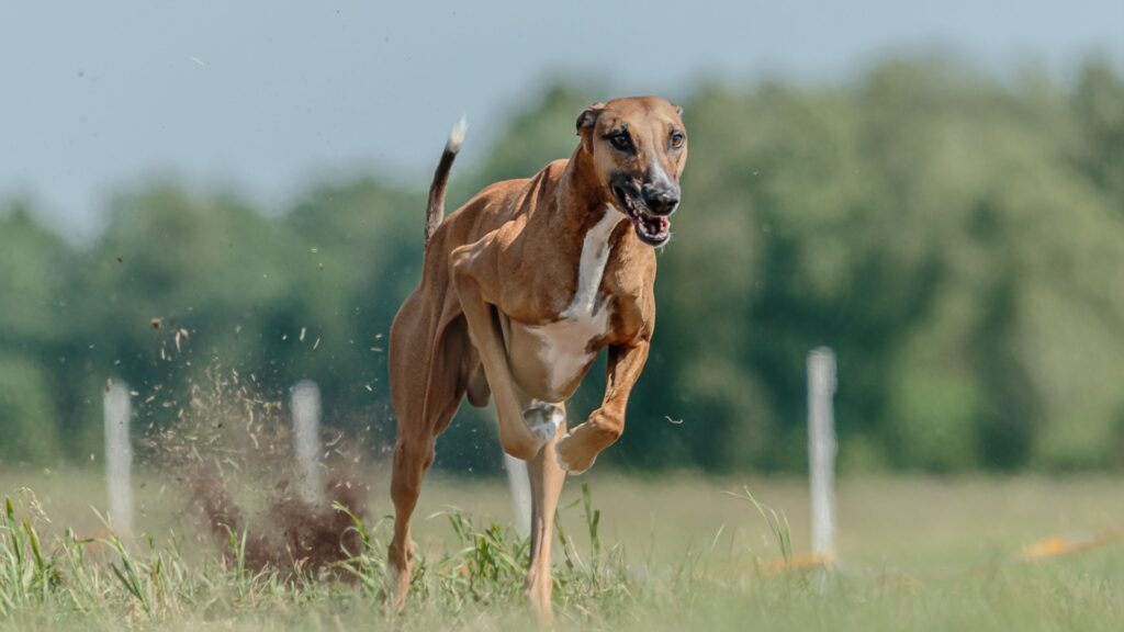 13 Fascinating Facts About The Azawakh: The Elegant Sighthound