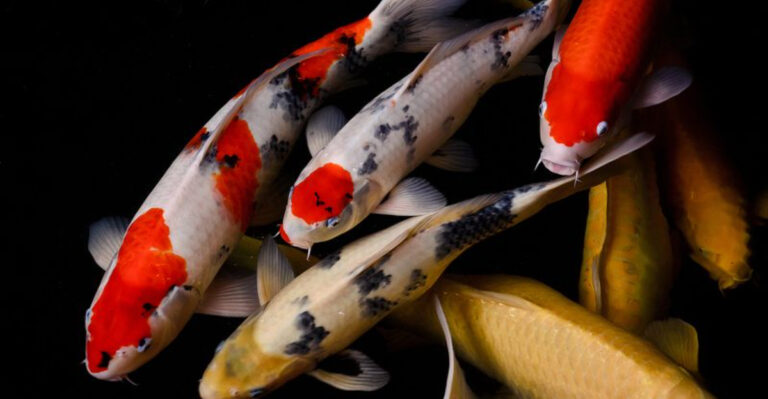13 Fascinating Koi Fish Facts You Probably Didn’t Know