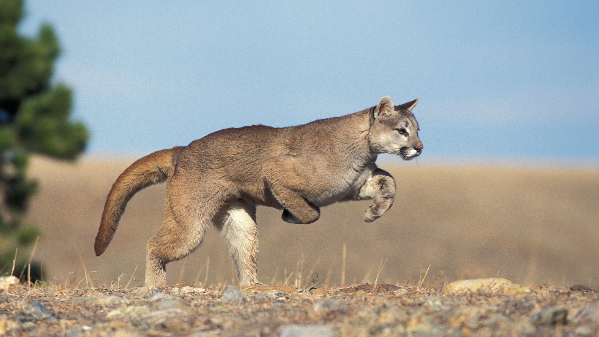 13 Fearsome Wild Cats That Are Expert Hunters