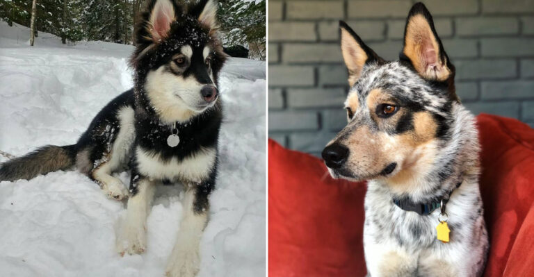 13 Fluffy Alaskan Malamute Mixes You’ll Instantly Fall In Love With