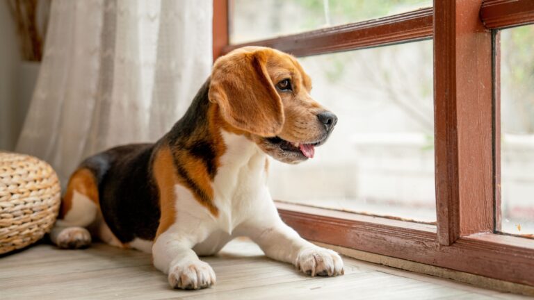 13 Harmonious Dog Breeds Perfect For A Peaceful Home
