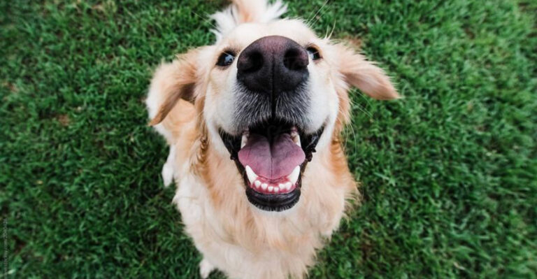 13 Heartwarming Signs Your Dog Is Happier Than Ever
