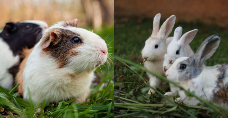 13 Key Differences Between Rabbits And Guinea Pigs (And 6 Surprising Similarities)