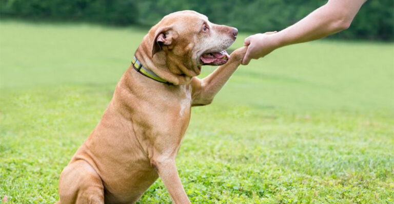 13 Key Habits Of Truly Responsible Dog Owners