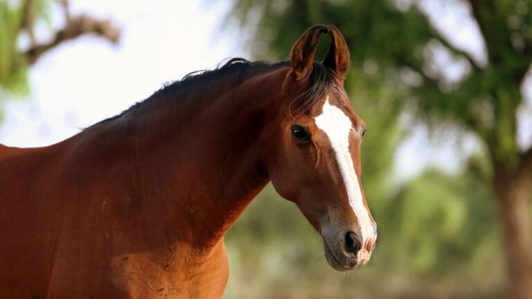 13 Legendary Horse Breeds That Have Stood The Test Of Time