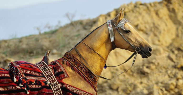 13 Oldest Horse Breeds That Have Endured For Centuries