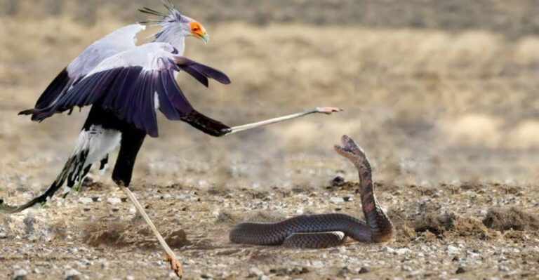 13 Rattlesnake-Slaying Predators That Show No Fear