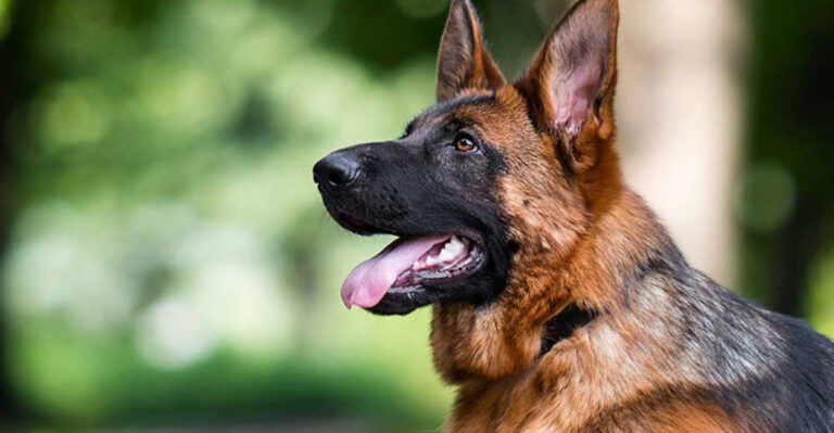 13 Reasons Why German Shepherds Are Excellent Family Dogs (Not Just Guard Dogs)