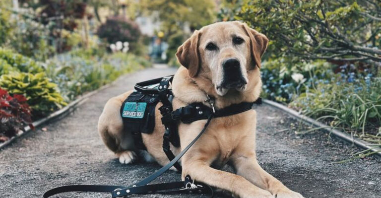 13 Service Dog Breeds With Over A 97% Success Rates In Crisis Response