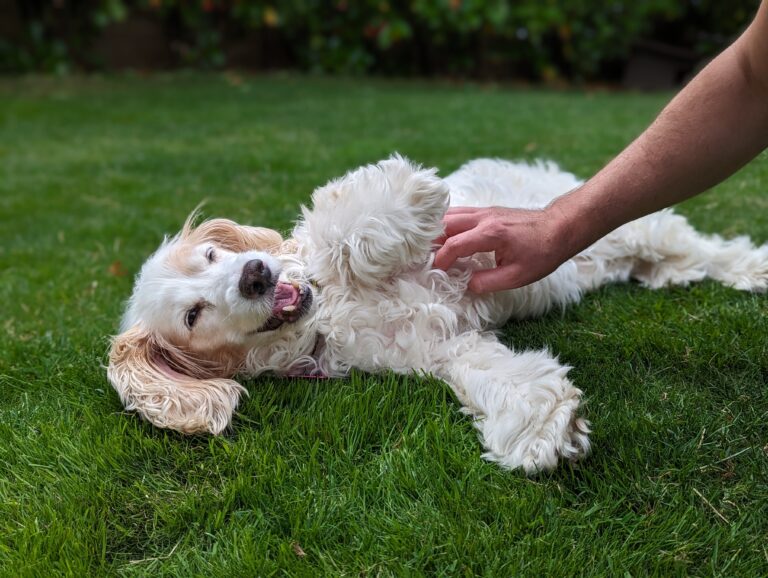 13 Signs Your Dog Trusts You (And 6 That Show They Don't)