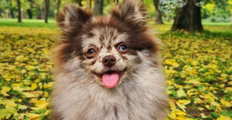 13 Small Dog Breeds That Will Always Keep You Smiling