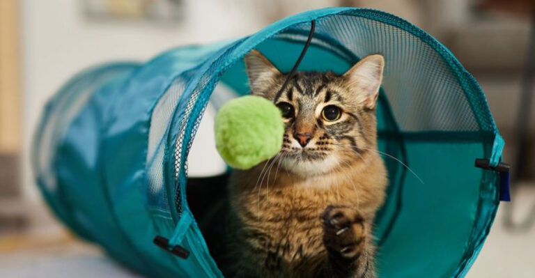 13 Tailored Toy Suggestions For Different Cat Personalities
