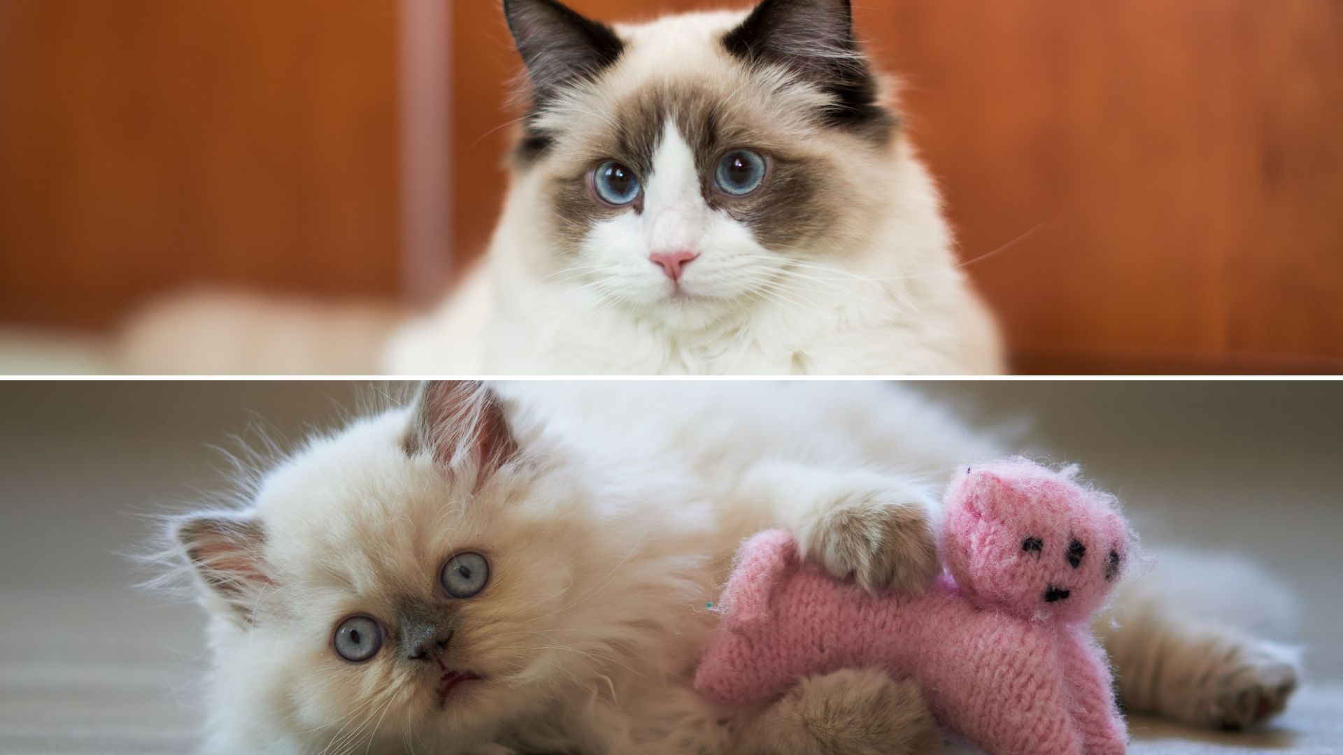 13 Things That Set Himalayan And Ragdoll Cats Apart