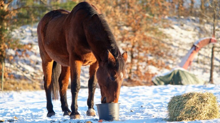 13 Tips For Feeding A Horse In Winter