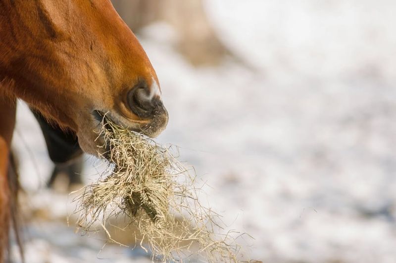 Adjusting Hay Intake