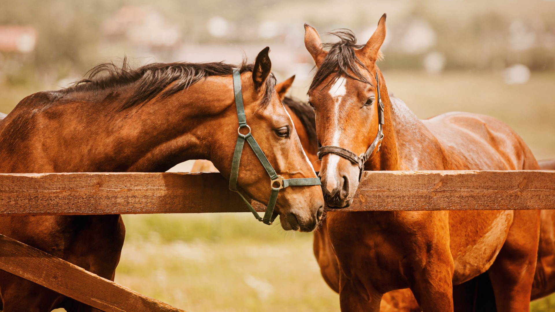 13 Traits That Make Horses Unique Among Pets