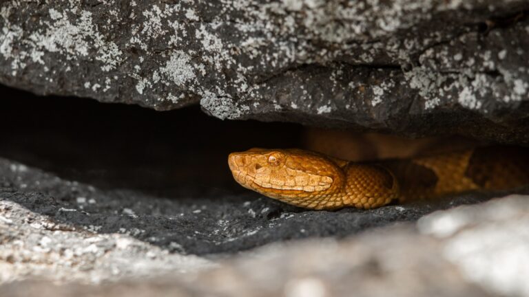 13 Unexpected Spots Animals Choose To Hibernate