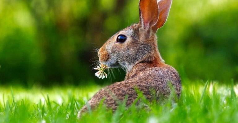 13 Plants That Naturally Repel Rabbits And Protect Your Garden