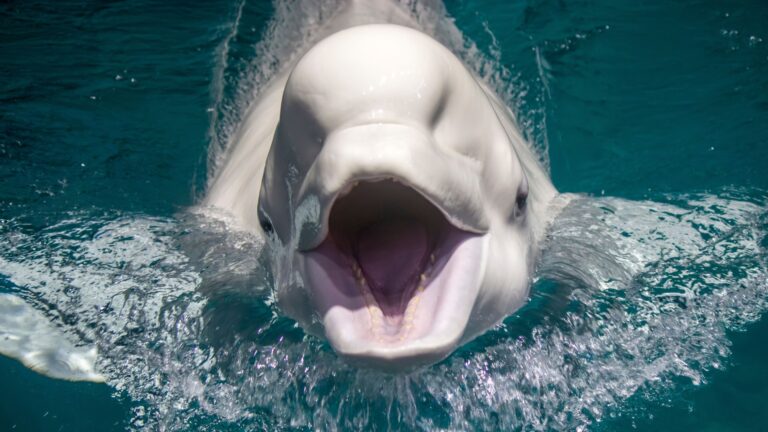 14 Animals That’ll Surprise You With Their Talking Skills