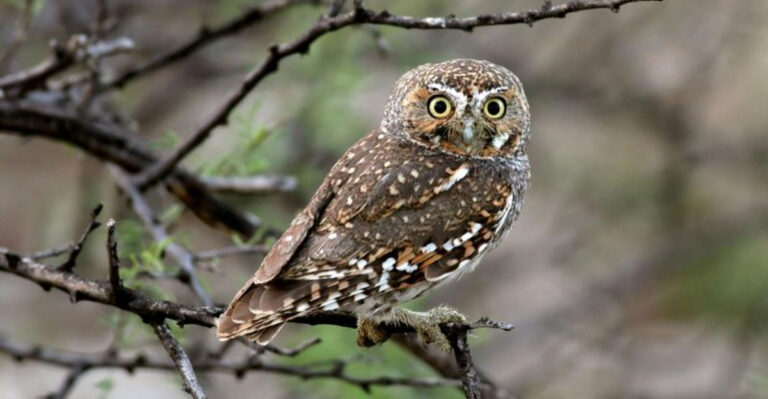 14 Animals With Incredible Hearing Capabilities