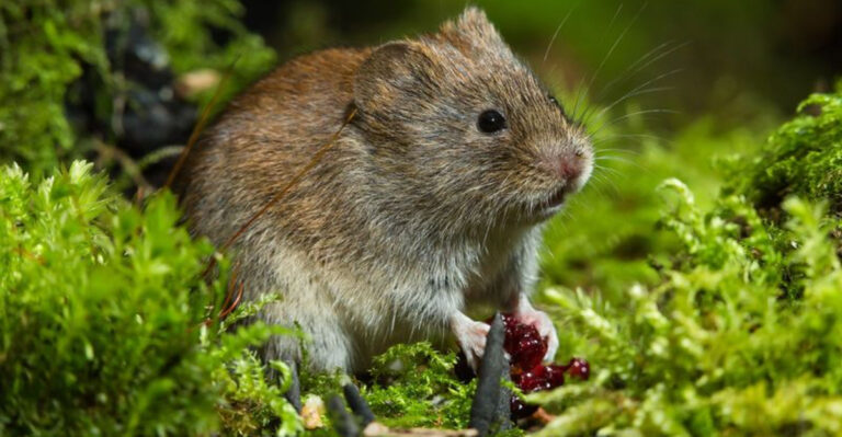14 Animals You Didn’t Know Are Nature’s Original Farmers