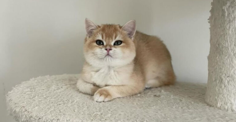 14 Best Cat Breeds To Keep You Company After The Kids Leave