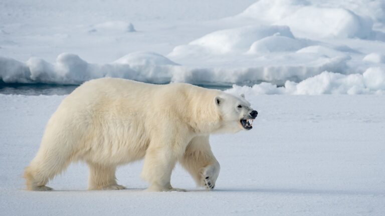 14 Carnivores That Sit At The Top Of The Food Chain