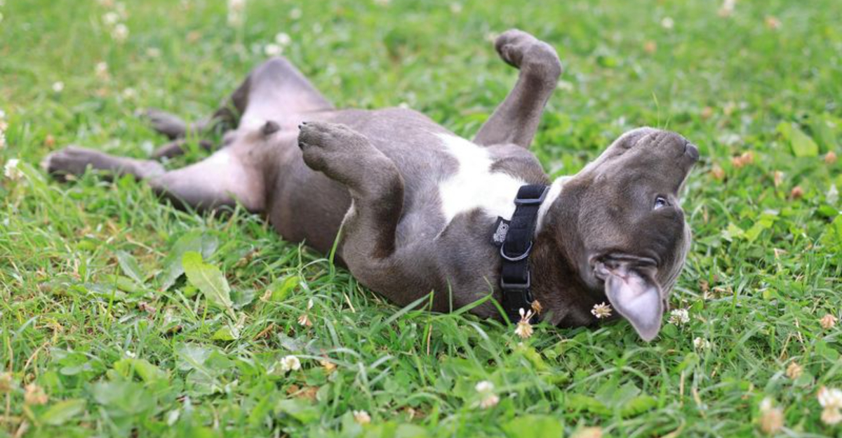 14 Common Dog Behaviors That Owners Misinterpret