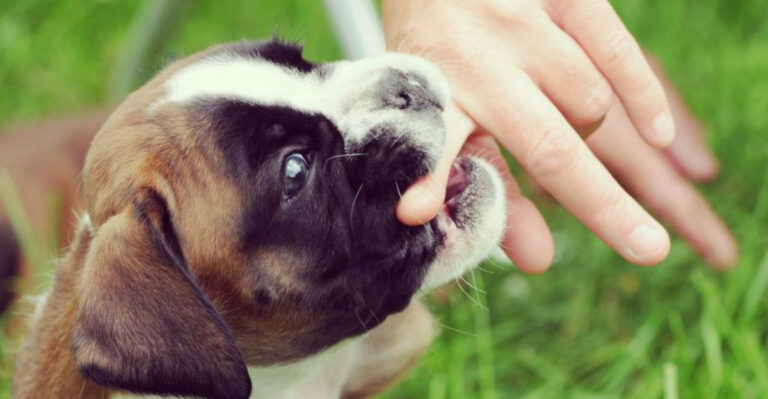 14 Crucial Puppy Lessons To Ensure They Grow Into Well-Behaved Dogs