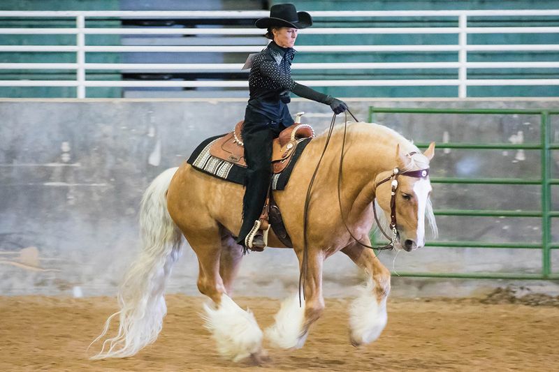 Gypsy Vanner