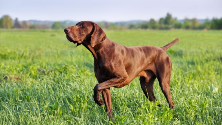 14 Dog Breeds With Unbelievable Tracking Skills