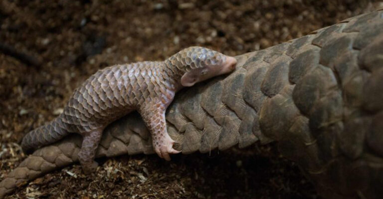 14 Elusive Animals That Almost Never Cross Human Paths