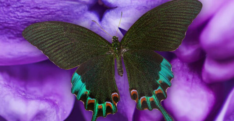 14 Exquisite Butterflies That Are Nature’s Best-Kept Secrets