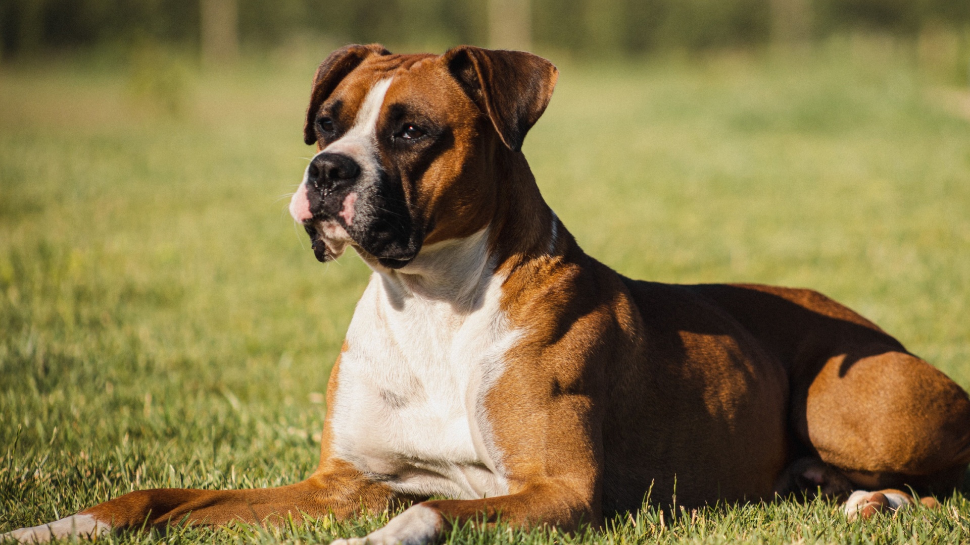 14 Friendly Looking Dogs You Don't Want To Mess With