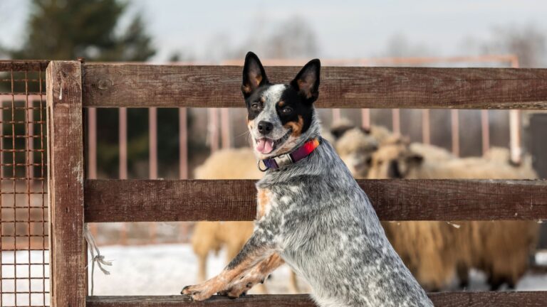 14 Inspiring Life Lessons Taught By The Australian Cattle Dog