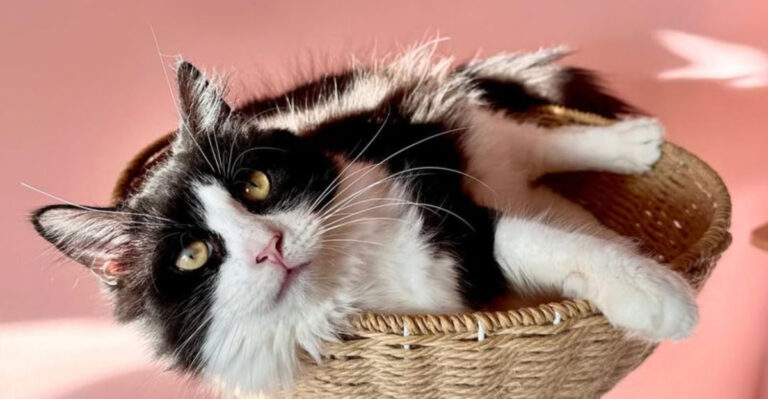 14 Irrefutable Reasons Why Cats Rule The Pet Kingdom (Sorry, Dogs!)