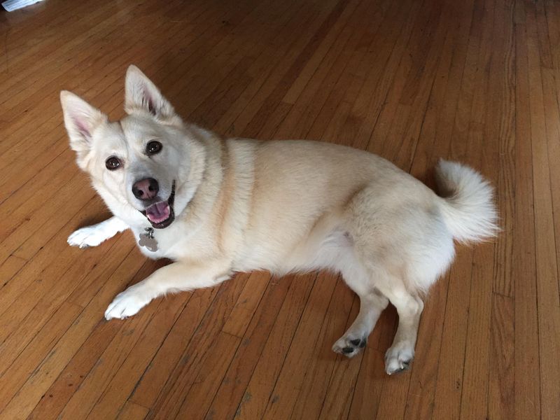 Jindo Corgi