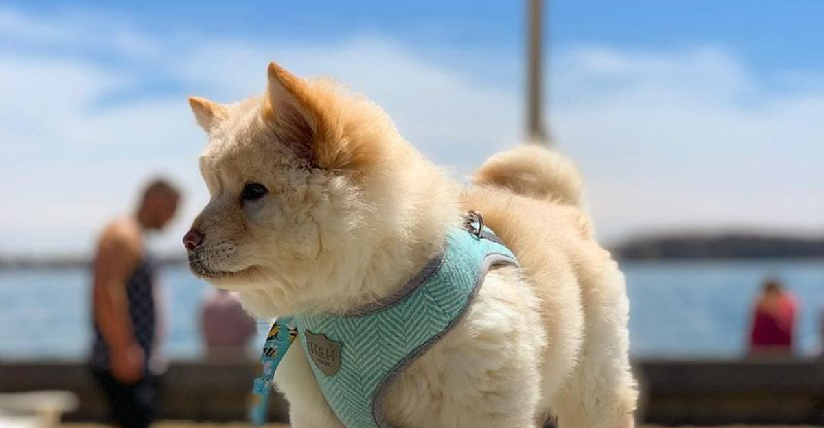 14 Jindo Mixes You’ve Probably Never Heard Of