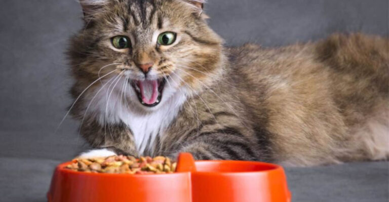 14 Key Dietary Tips To Keep Your Cat Healthy For Years