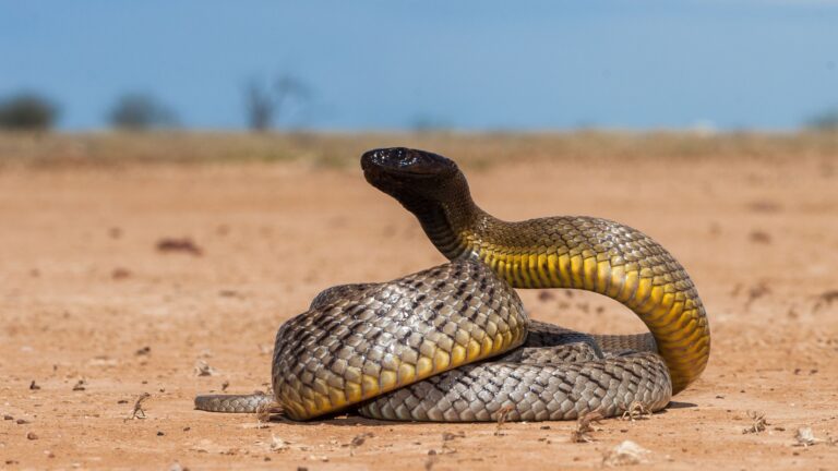 14 Lethal Snakes Found Across The Globe