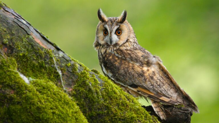 14 Must-See Owls Found Across North America