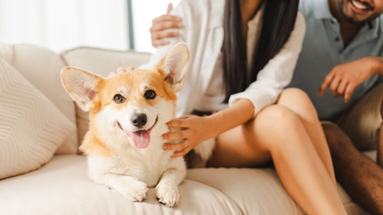 14 Perfect Family Dogs To Brighten Your Day