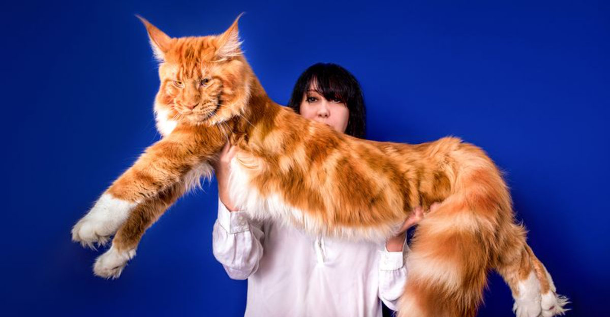 14 Reasons Not To Get A Maine Coon Cat