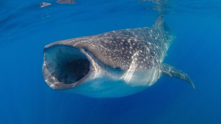 14 Reasons Whale Sharks Are Cooler Than You Thought