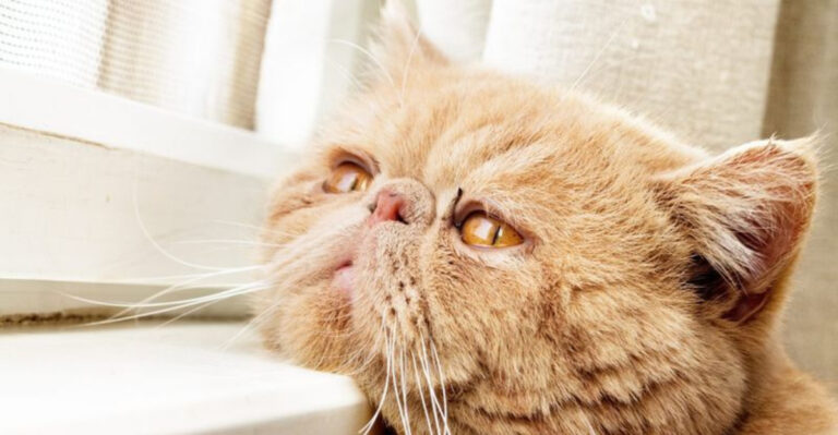 14 Signs Your Cat May Be Nearing The End Of Their Life